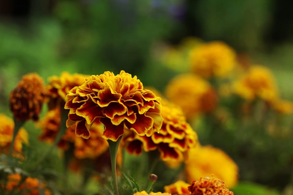 yellow and brown petaled flower preview