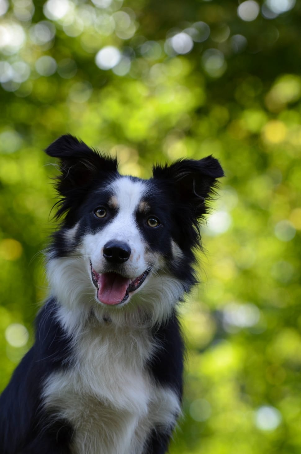 border collie preview