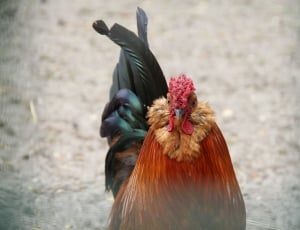 black and orange rooster on brown field thumbnail