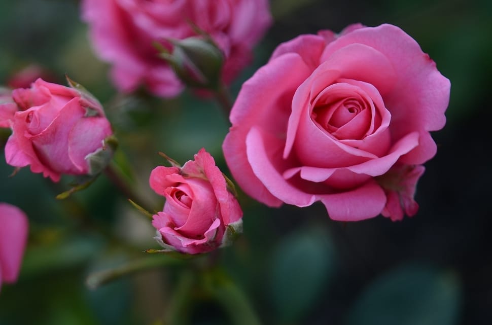 Rose, Flower, Floral, Pink, Nature, flower, rose - flower preview