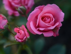 Rose, Flower, Floral, Pink, Nature, flower, rose - flower thumbnail