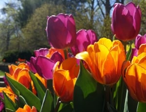 pink and orange tulips thumbnail