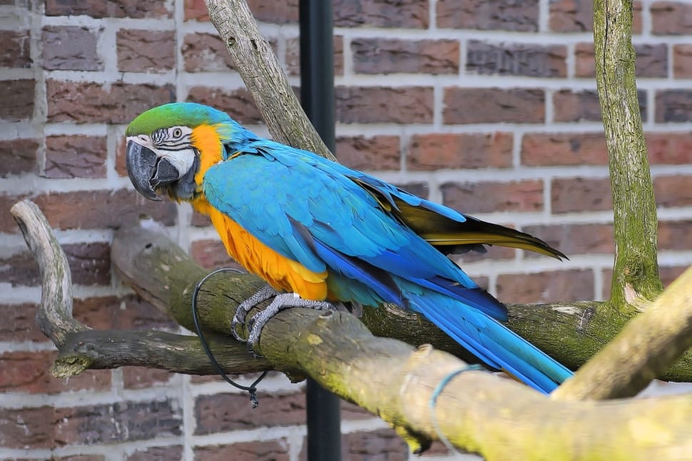 blue, orange and green parrot on brown branch preview