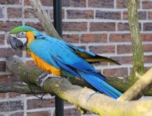 blue, orange and green parrot on brown branch thumbnail