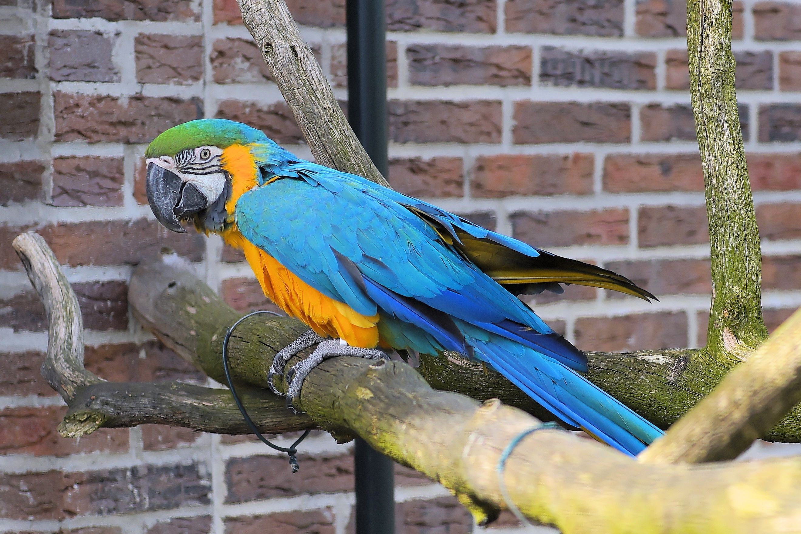 blue, orange and green parrot on brown branch
