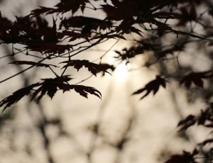 silhouette of tree leaves thumbnail