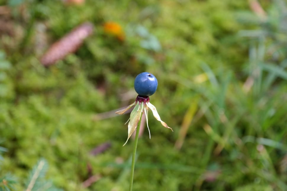 Blue, Berry, Herb Paris, growth, nature preview