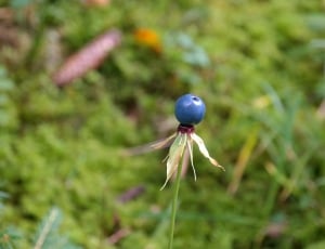 Blue, Berry, Herb Paris, growth, nature thumbnail