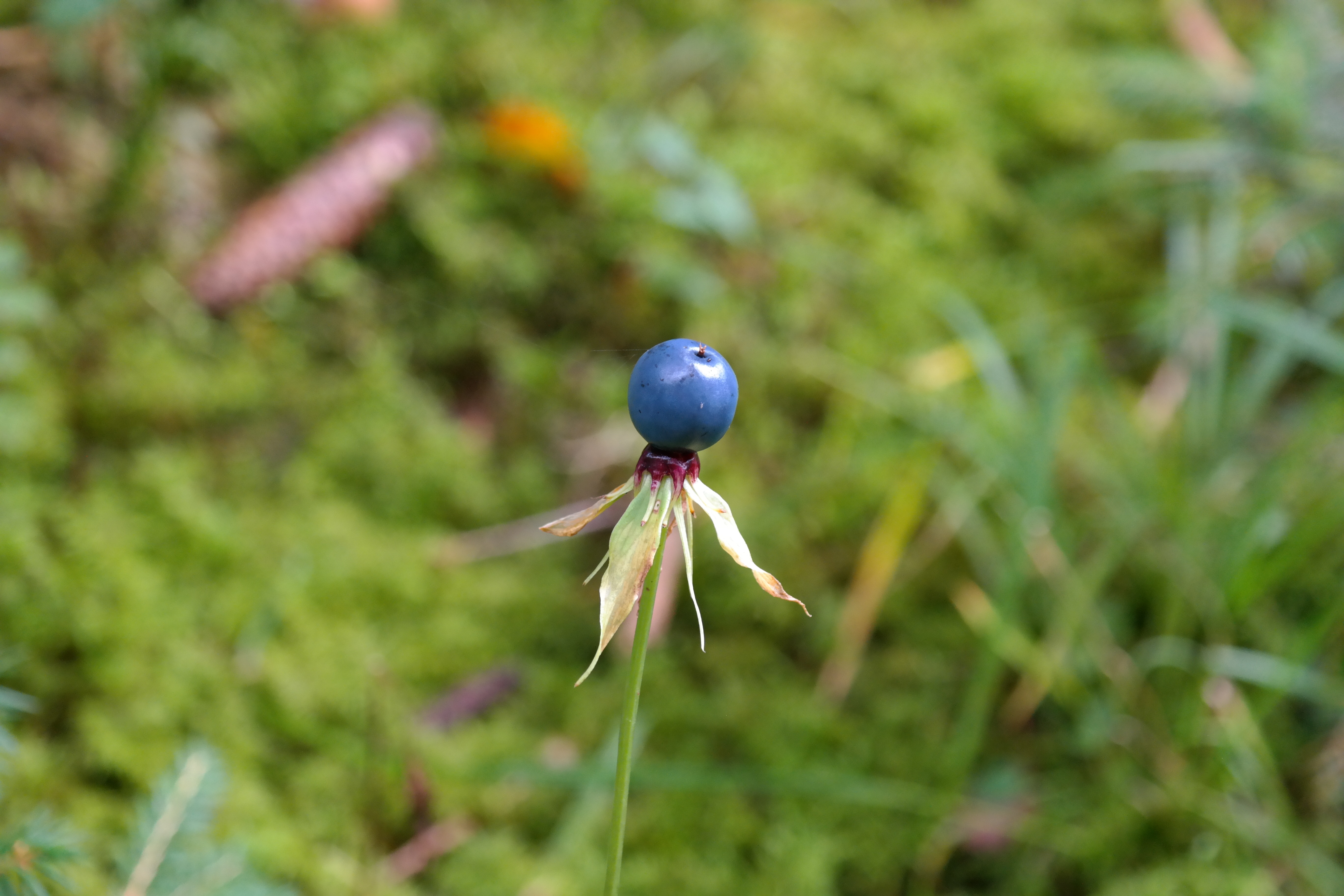 Blue, Berry, Herb Paris, growth, nature