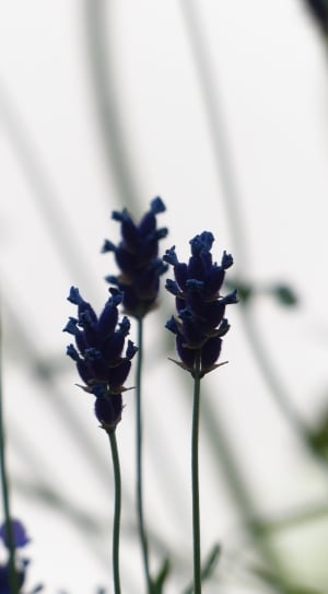 Lavender Flowers, Lavender, Insect, flower, close-up thumbnail