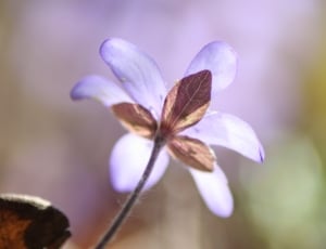 liverwort flower thumbnail