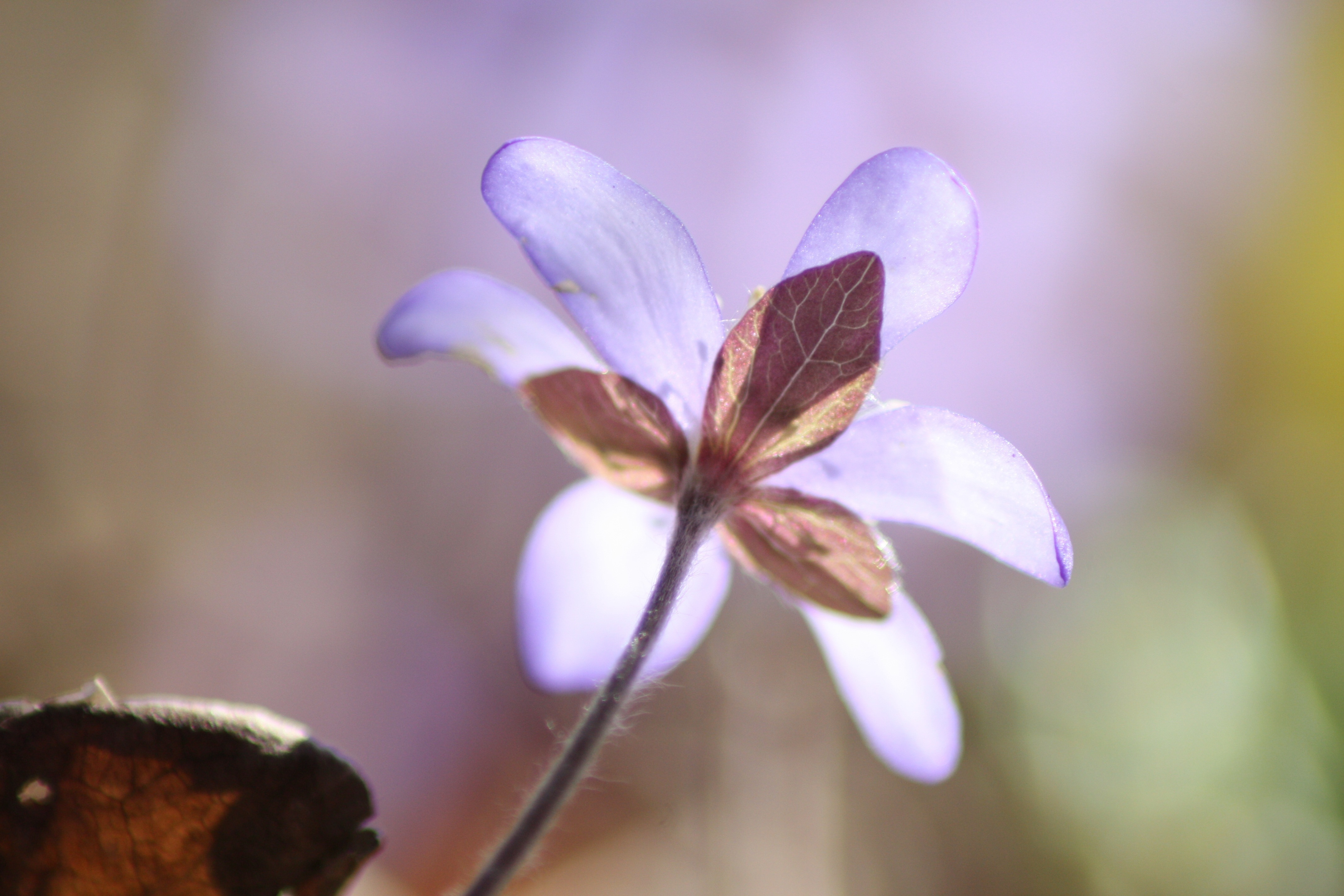 liverwort flower