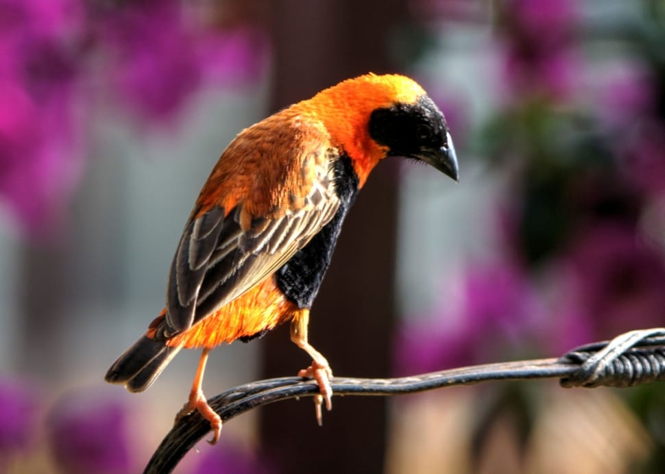 black headed oriole preview