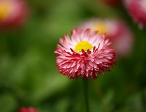 red-white-and-yellow flower thumbnail