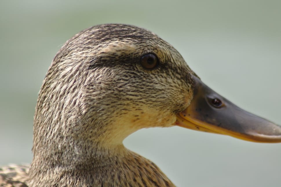 brown mallard duck head preview