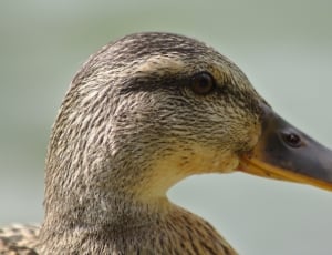 brown mallard duck head thumbnail