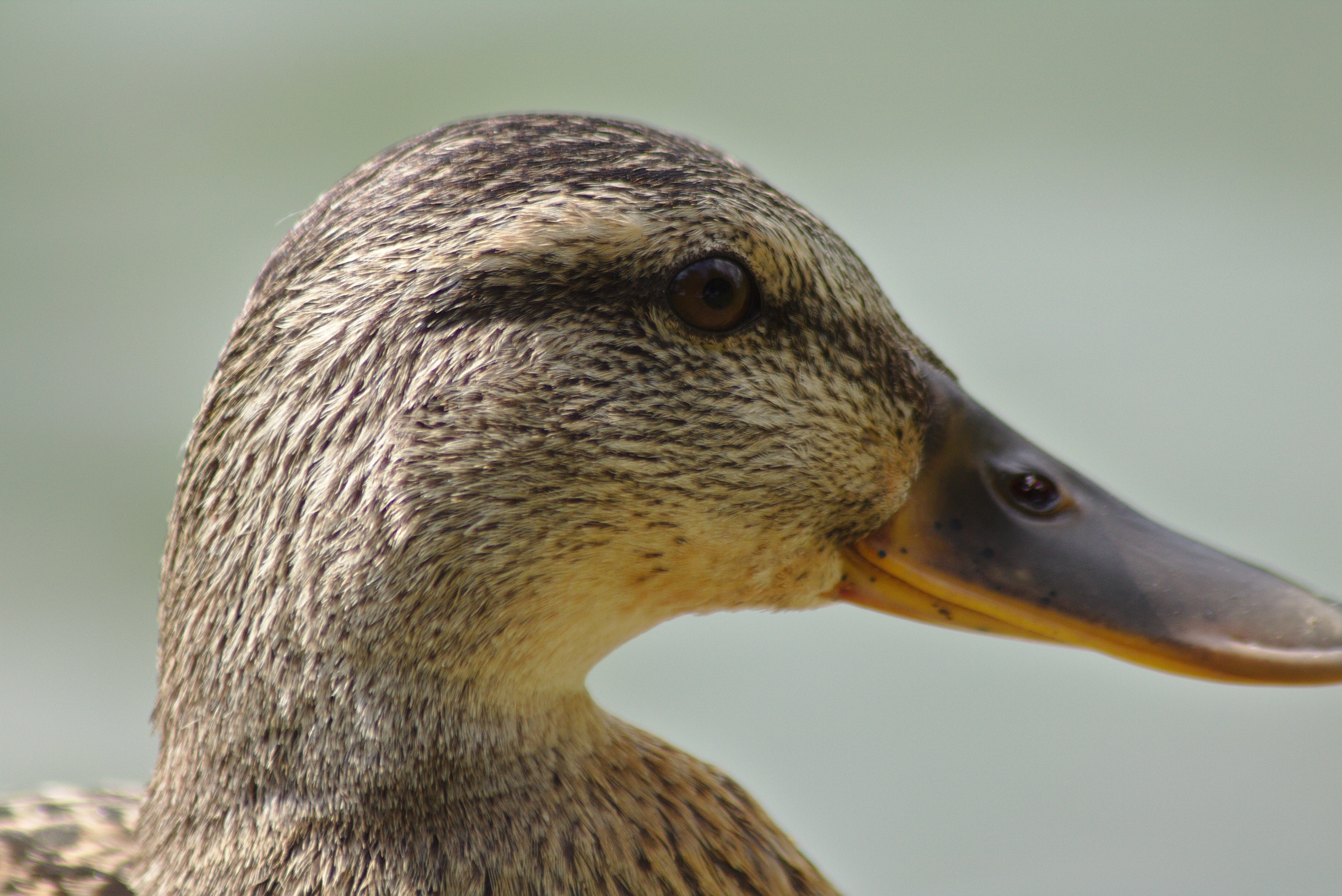brown mallard duck head