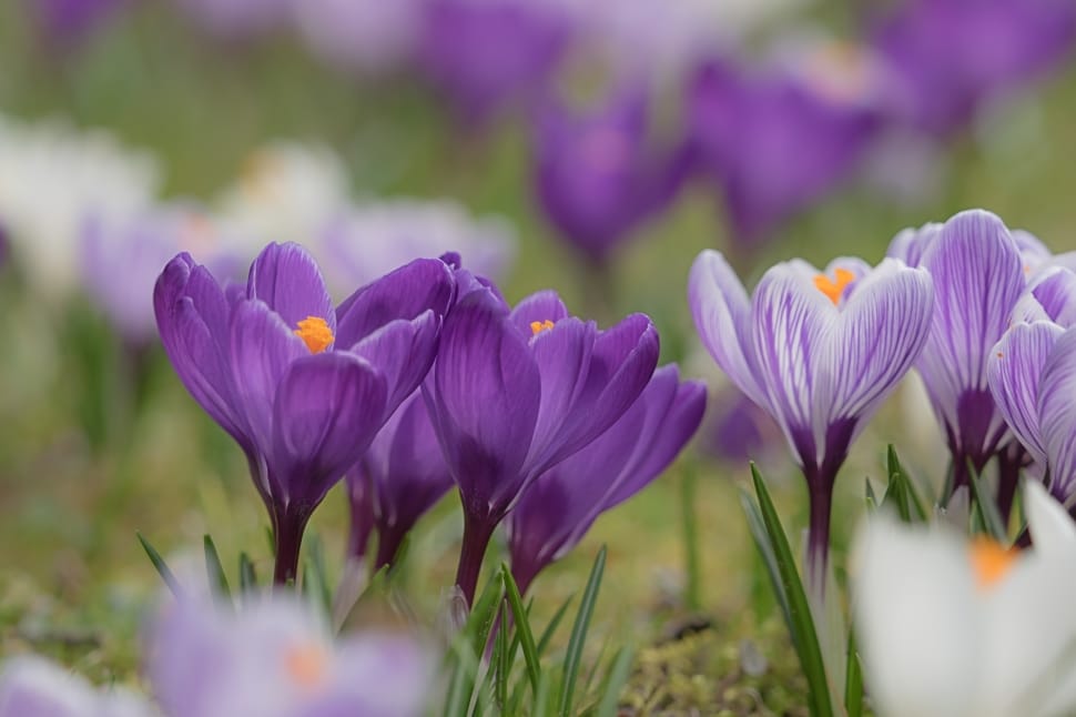 Crocus, Spring Crocus, Blossom, Bloom, purple, flower preview