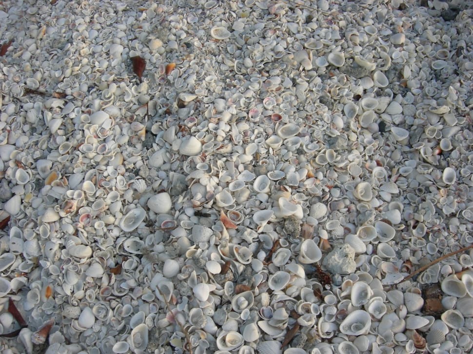 white seashells preview