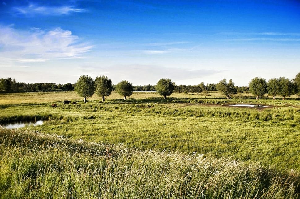 green grass field under white and blue cloudy sky preview