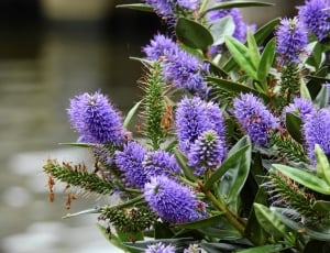 purple cluster petaled flowers thumbnail