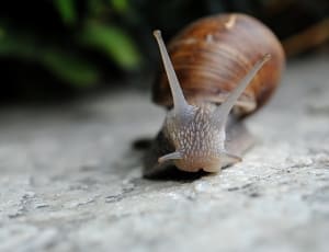 garden snail thumbnail