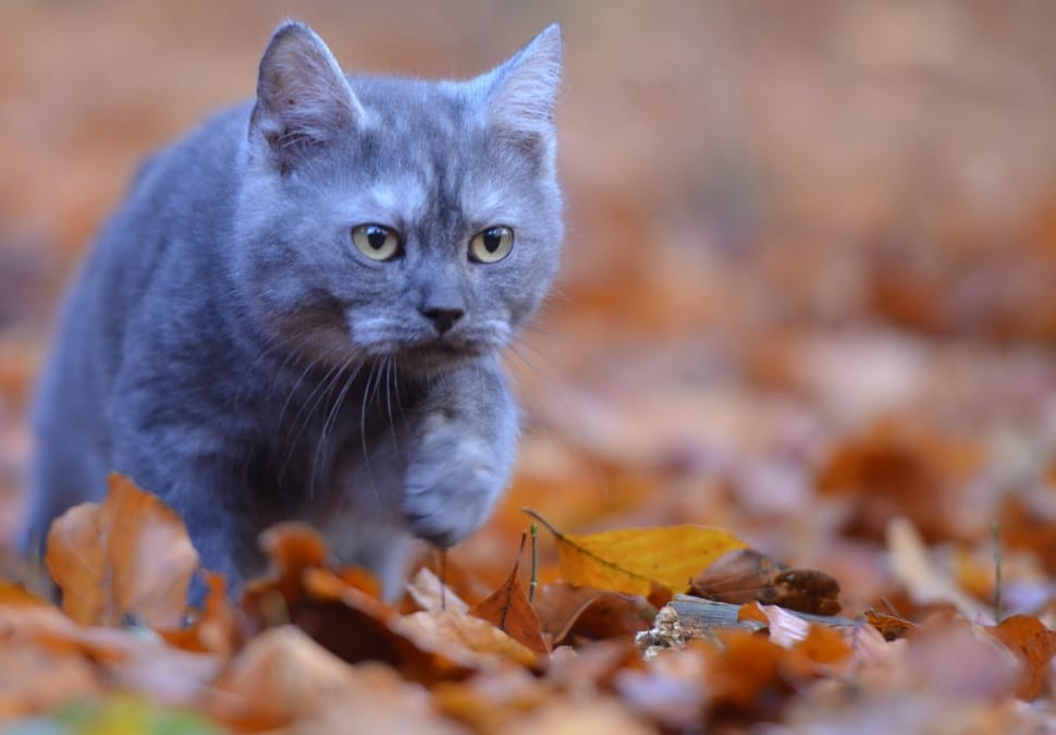 Young Cat, Leaves, Curious, Cat, Forest, domestic cat, pets preview