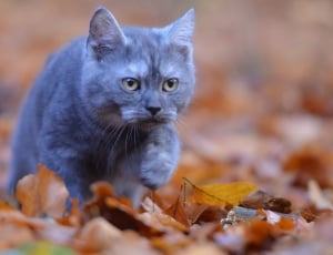 Young Cat, Leaves, Curious, Cat, Forest, domestic cat, pets thumbnail