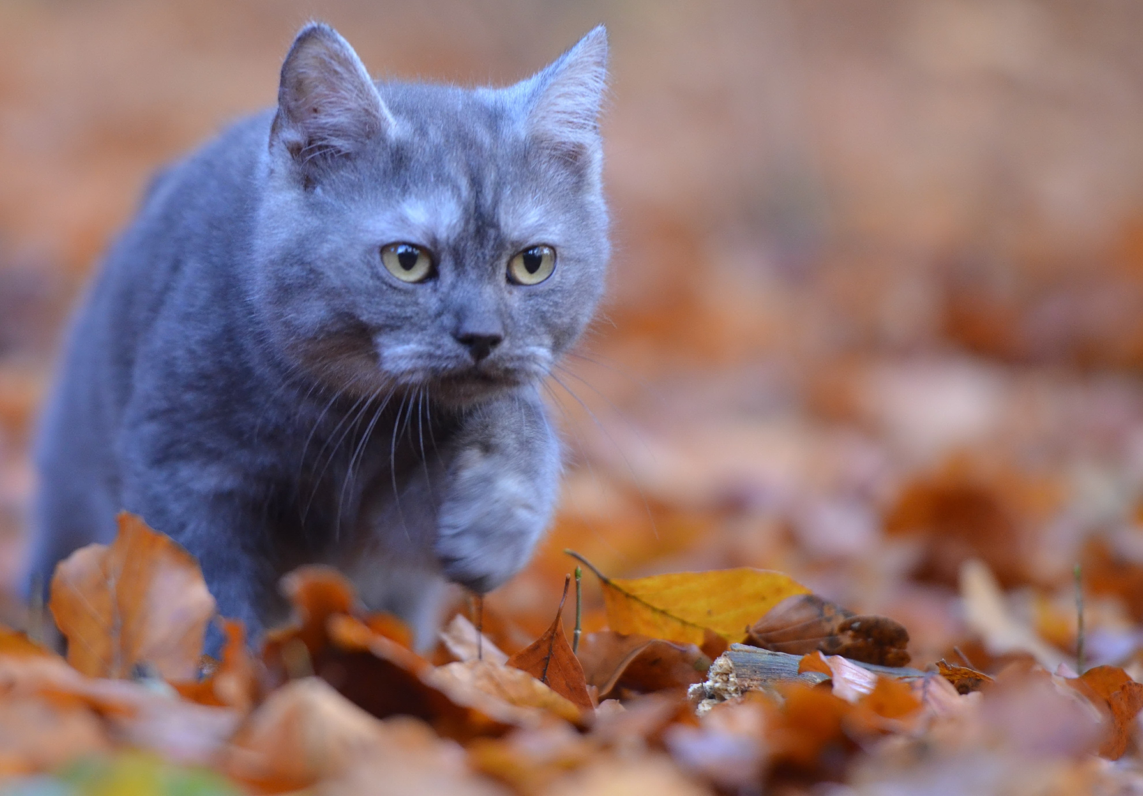 Young Cat, Leaves, Curious, Cat, Forest, domestic cat, pets