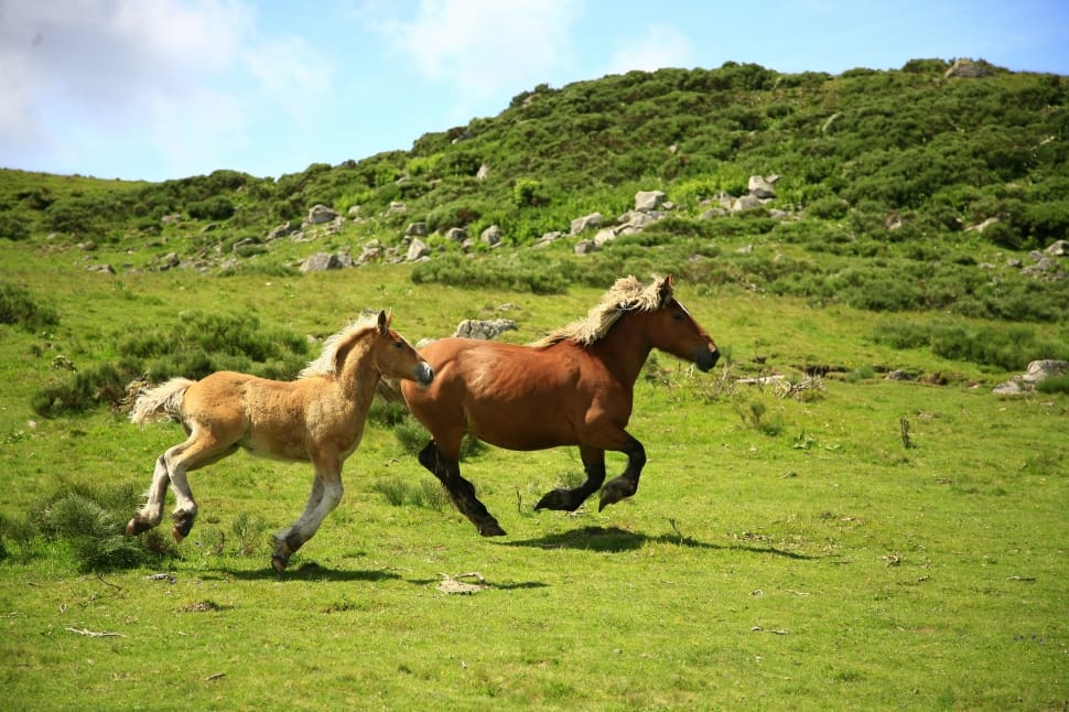 horses-animals-landscape-wallpaper-preview.jpg