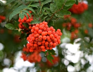Berries, Wild Berries, Nature, Rowan, flower, red thumbnail
