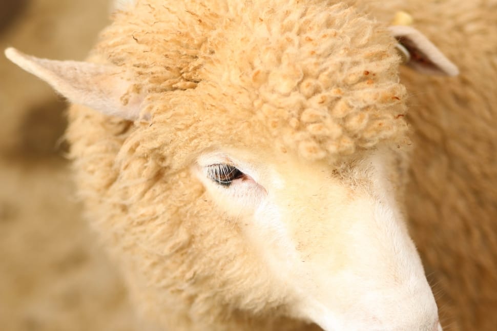 white sheep in closeup photography preview