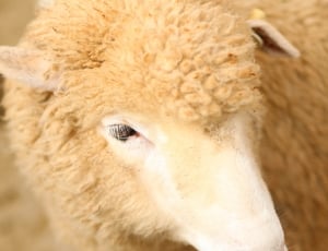 white sheep in closeup photography thumbnail