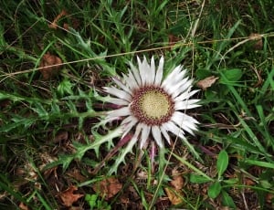 white and brown petaled flower blooming during daytime thumbnail