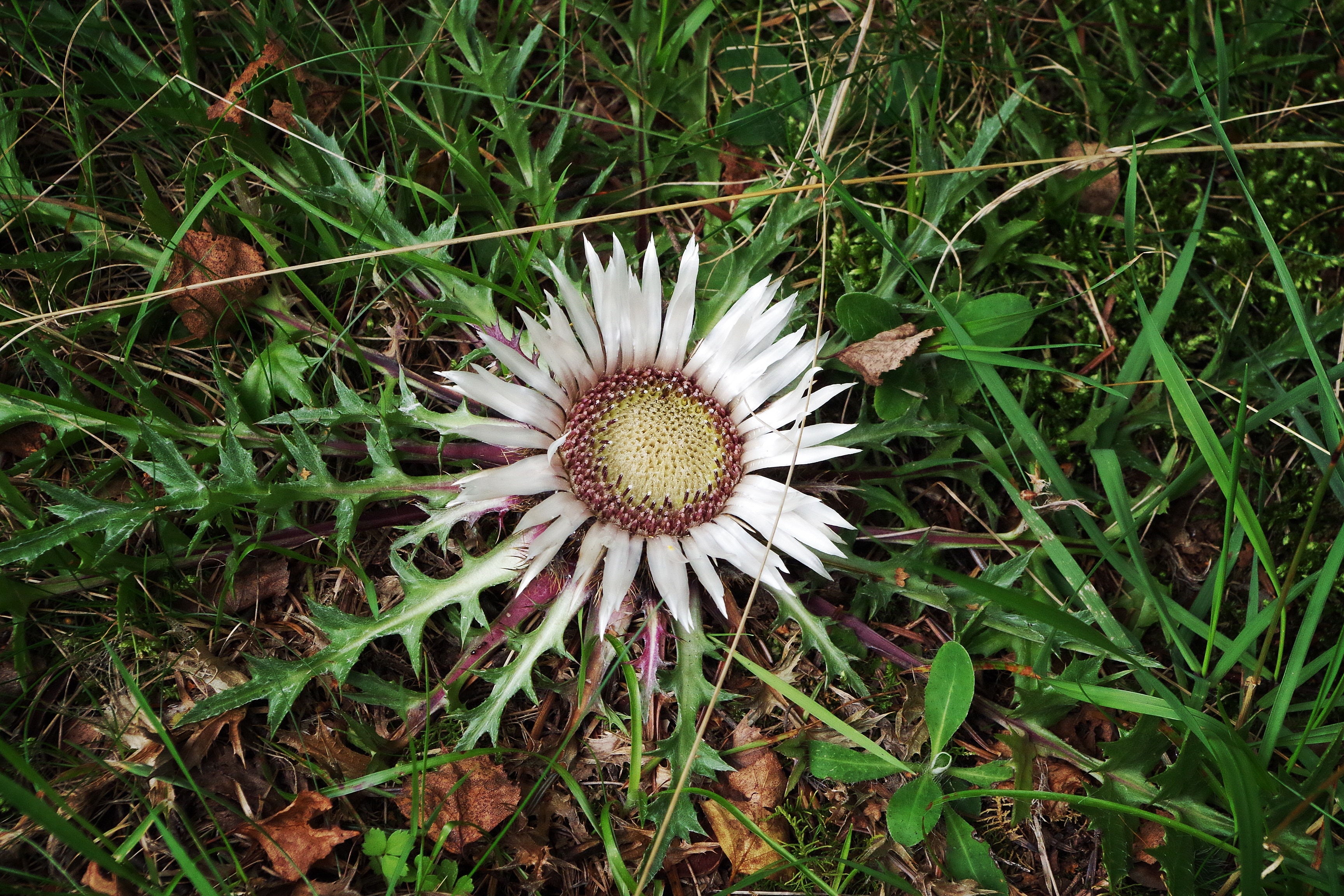 white and brown petaled flower blooming during daytime