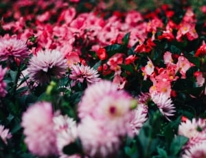 bed of pink and red flowers thumbnail