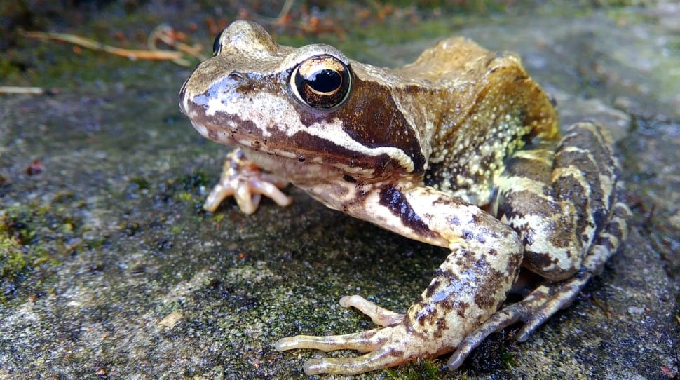 brown frog on gray stone preview