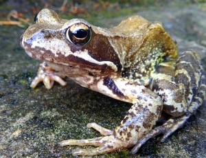 brown frog on gray stone thumbnail