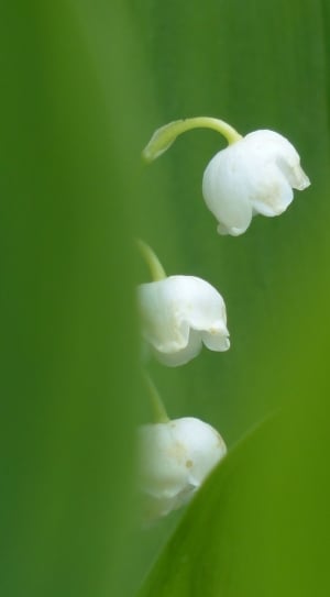 close up photo white petaled flower thumbnail