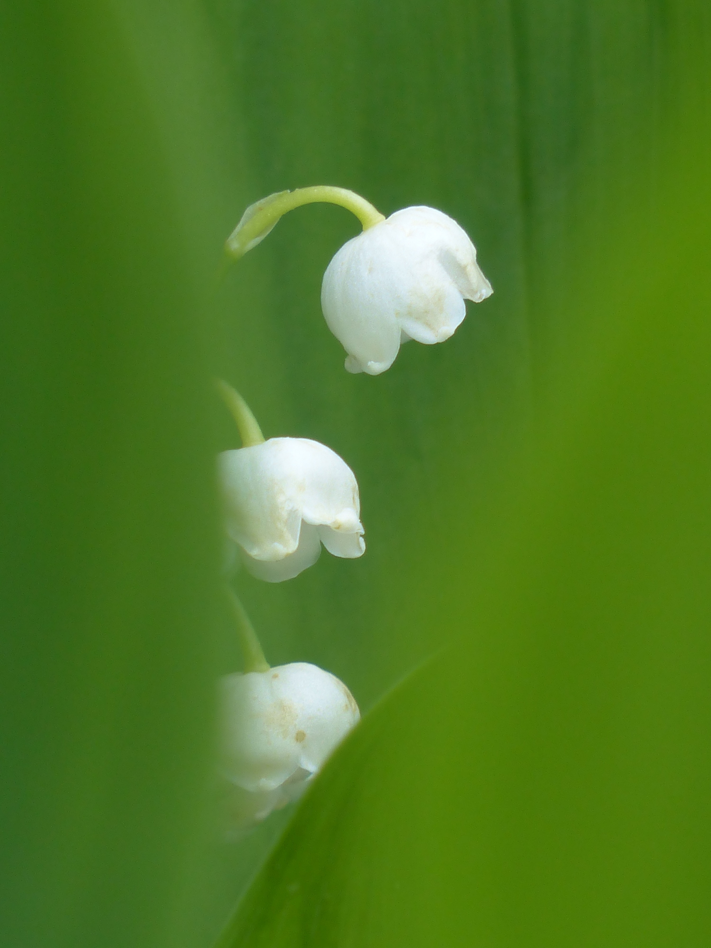 close up photo white petaled flower