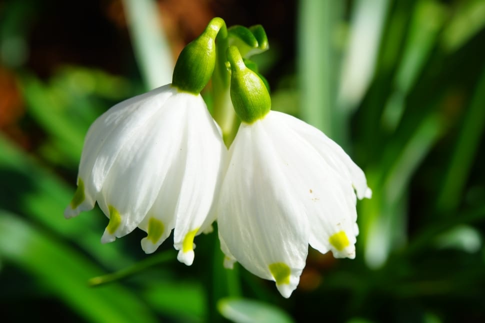 Flowers, Snowflake, Spring Knotenblume, white color, green color preview