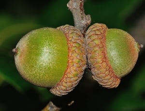 2 green acorns thumbnail