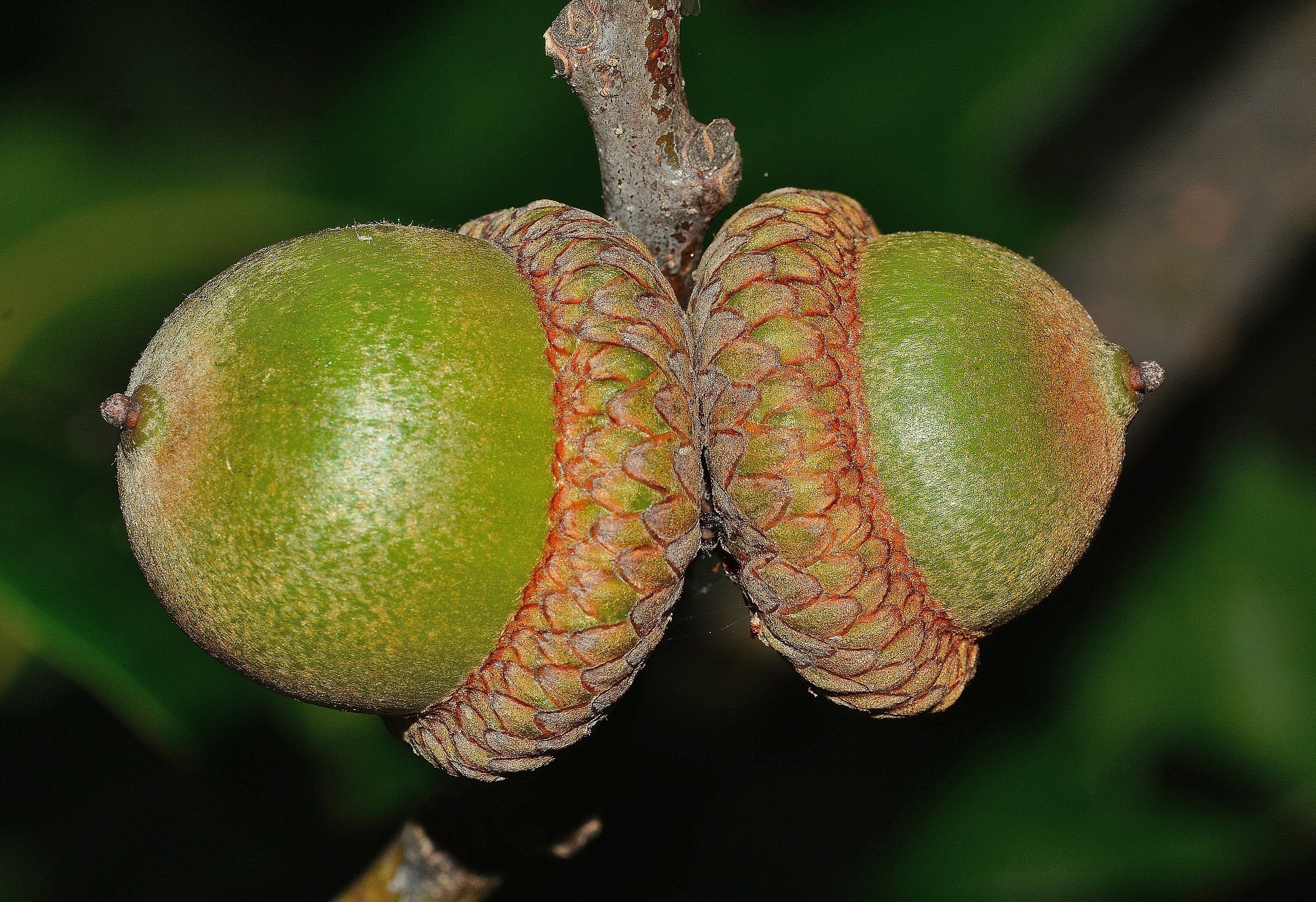 2 green acorns