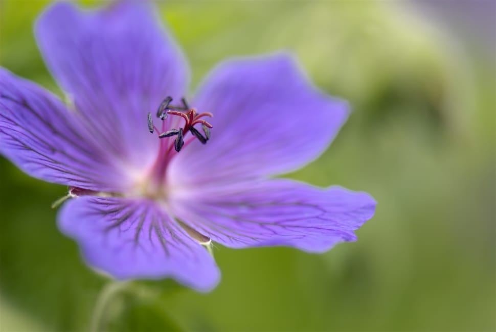 macro photo of purple flower preview