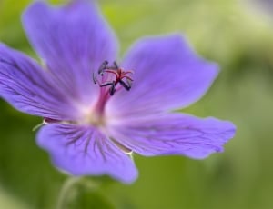 macro photo of purple flower thumbnail