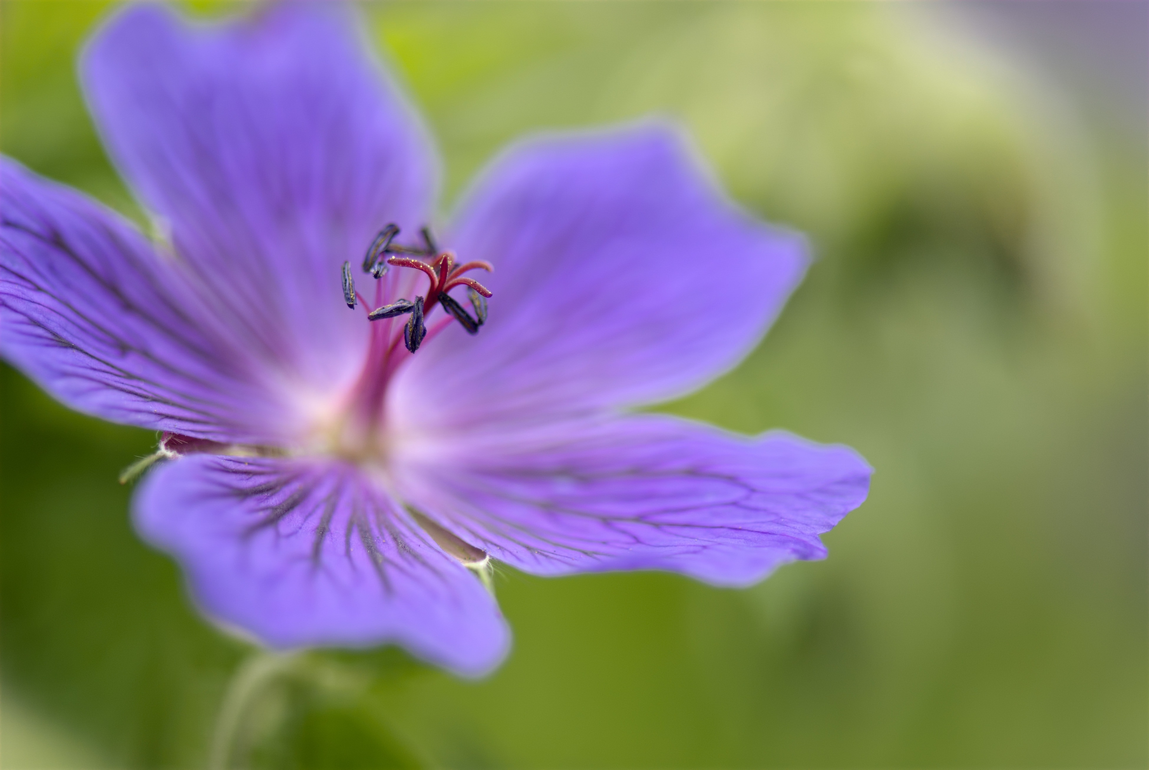 macro photo of purple flower