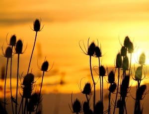 flower silhouette at golden hour thumbnail