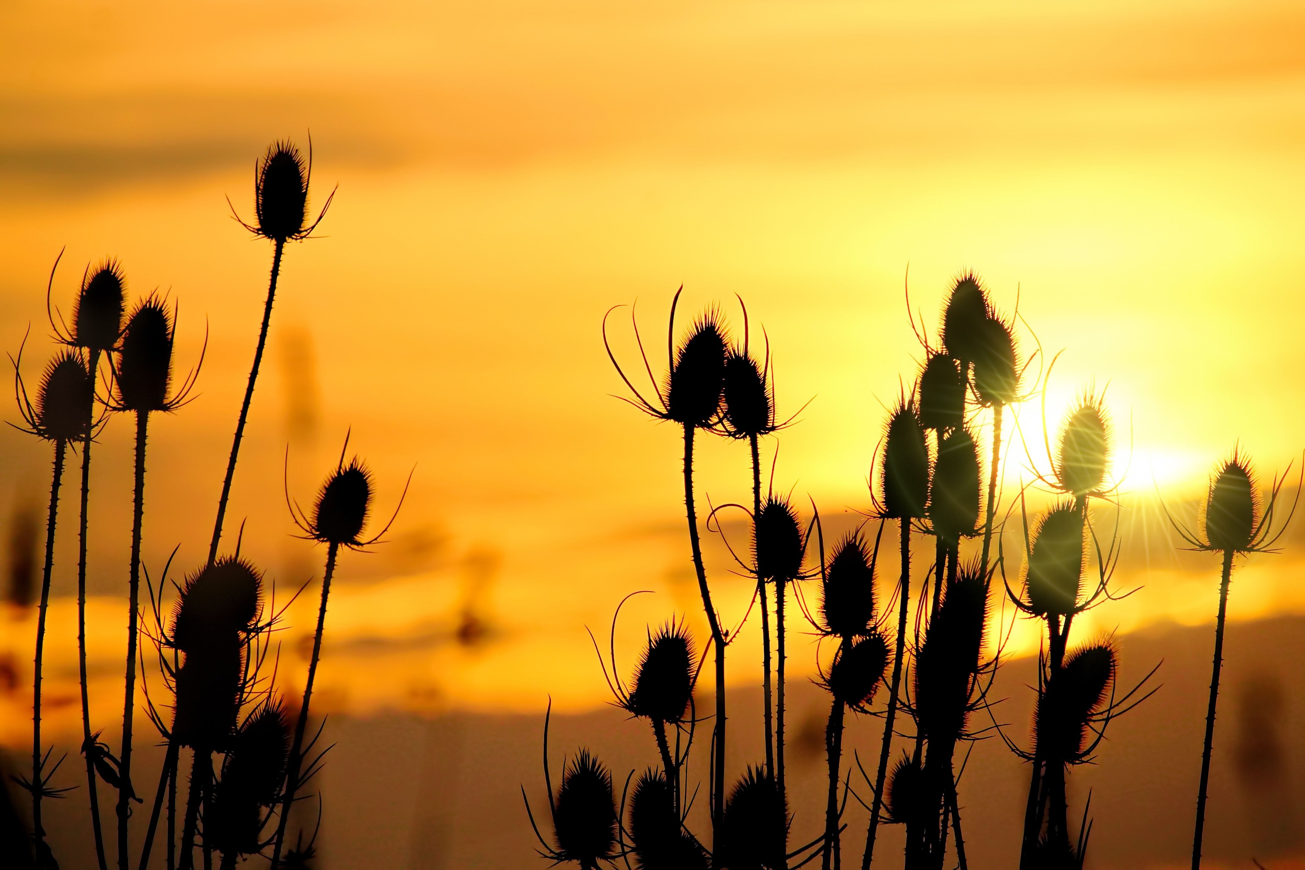 flower silhouette at golden hour