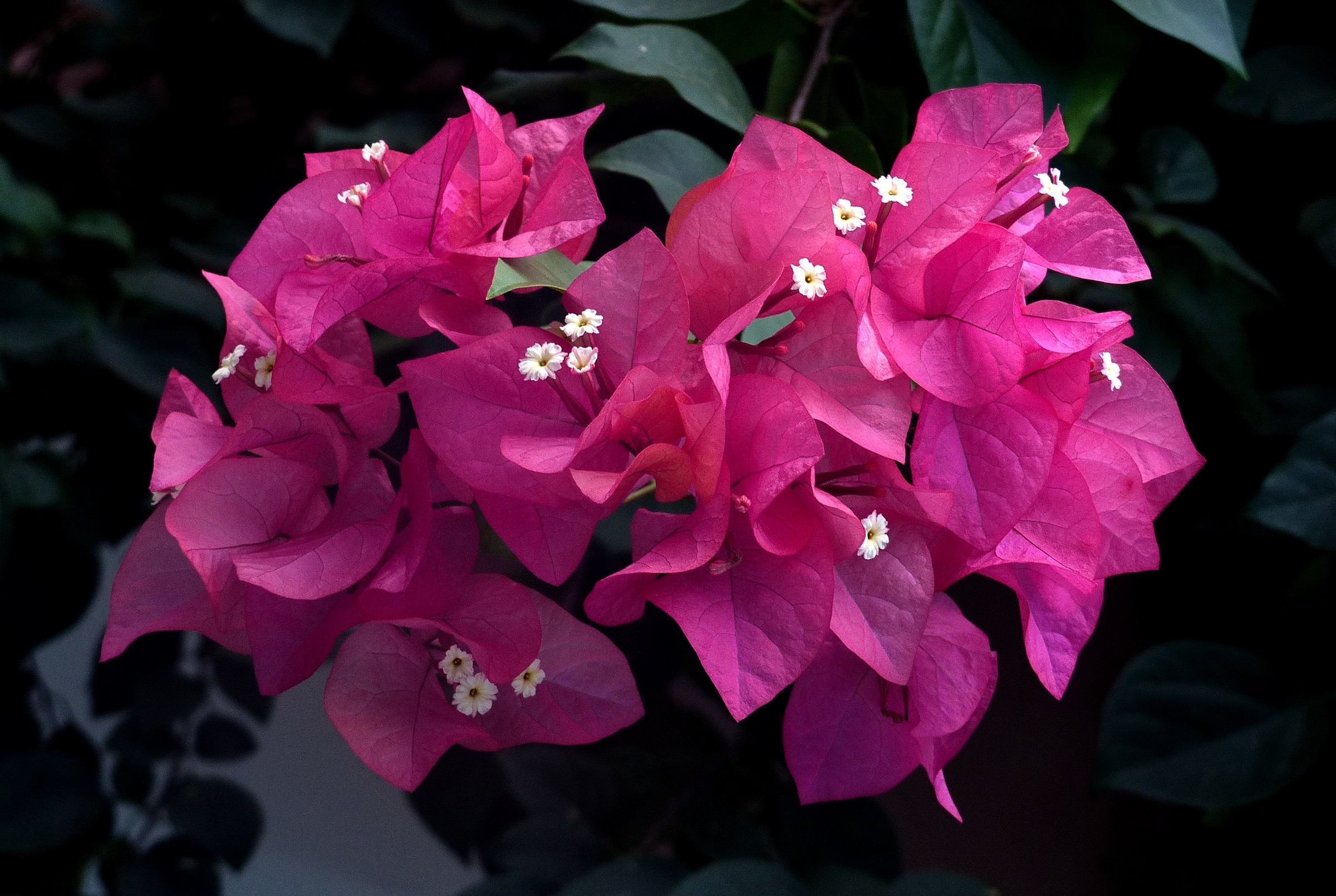 bougainvillea plant