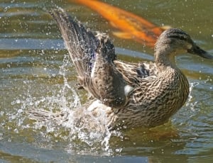 black and brown duck thumbnail